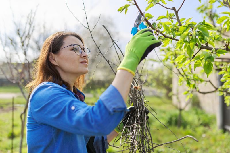 Bradford Pear Trimming