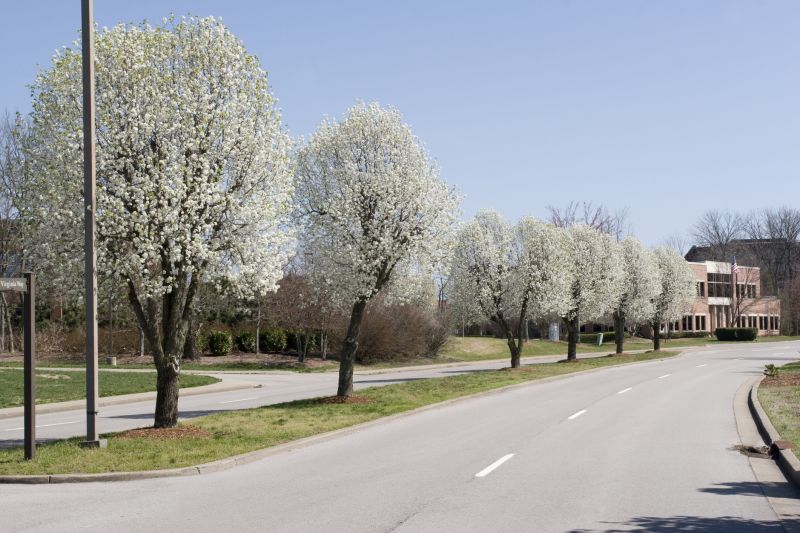 Bradford Pear Trimming