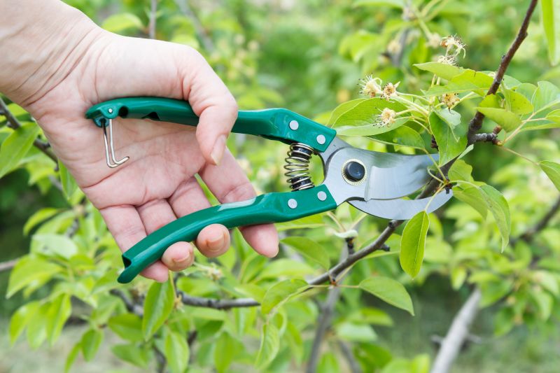 Bradford Pear Trimming
