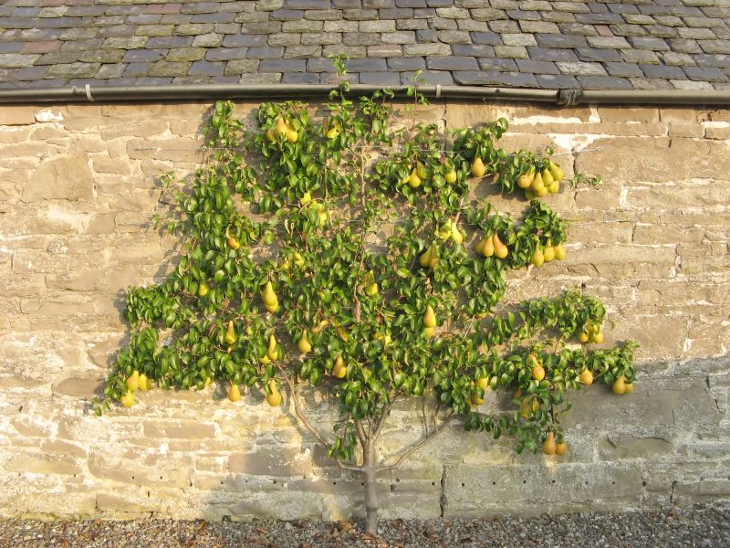 Bradford Pear Trimming