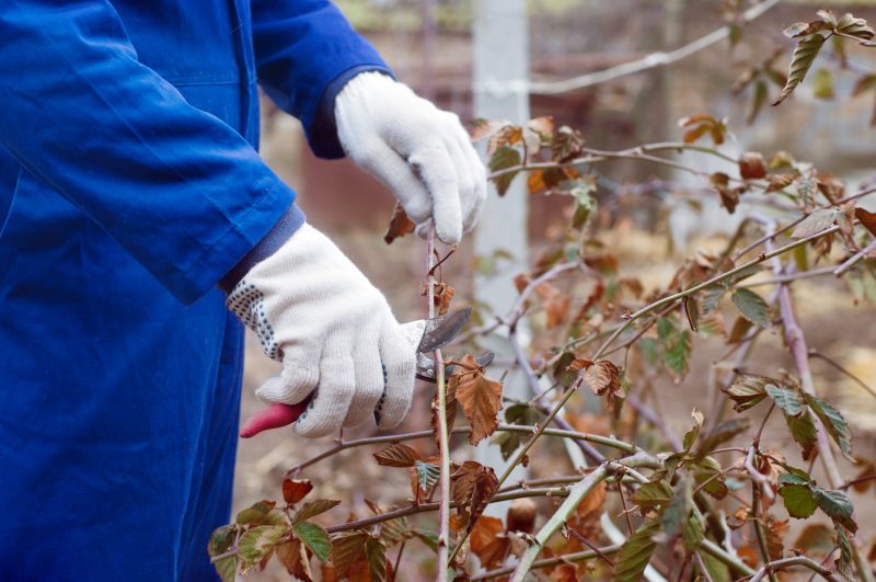 Bradford Pear Trimming