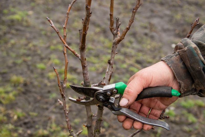 Trimming Tools for Bradford Pear