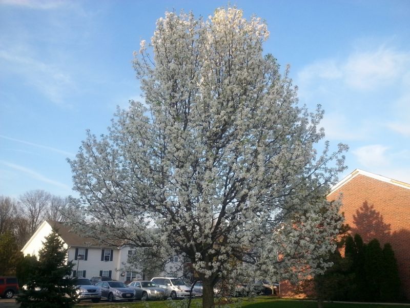 Trimmed Tree in Spring