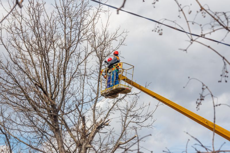 Bradford Pear Trimming