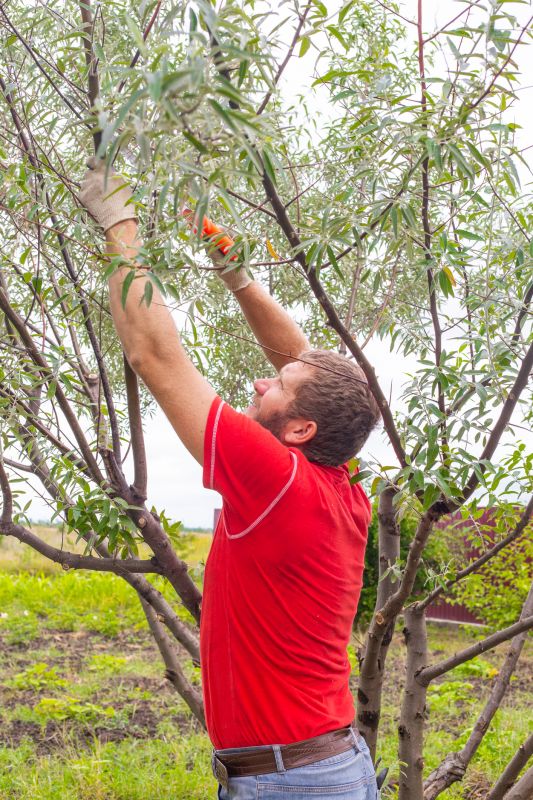 Maple Tree Pruning in Doylestown, PA