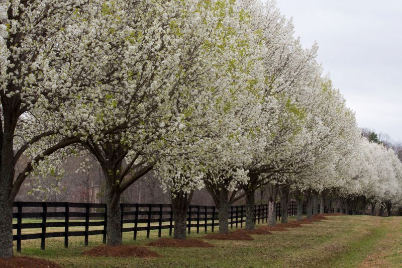 Enhance Tree Structure