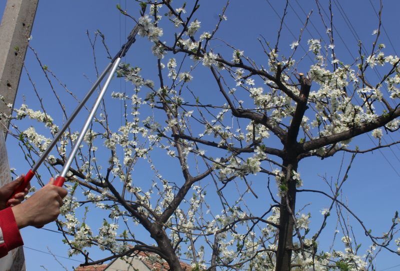 Local Bradford Pear Trimming pros at work